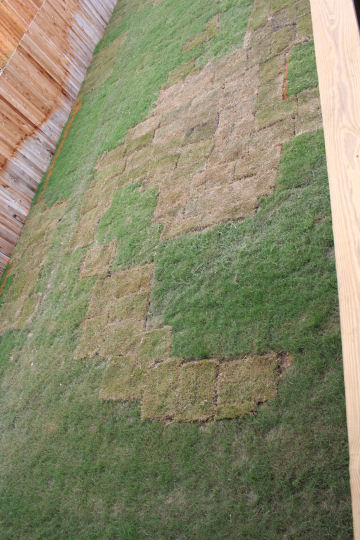 grassssss.jpg